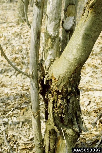 Chestnut Blight Facts And Information: How To …