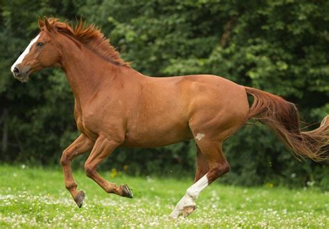 Chestnut Horse Facts with Pictures