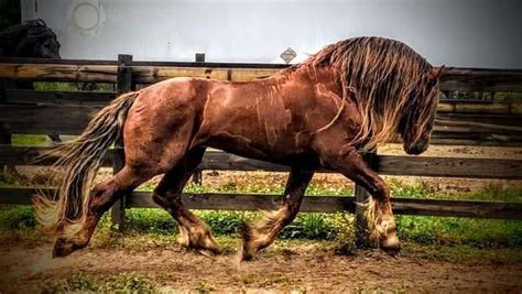 Chestnut friesian sport horse. The Friesian stands on average about 15.3 hands (63 inches, 160 cm), although it may vary from 14.2 to 17 hands (58 to 68 inches, 147 to 173 cm) at the withers, and mares or geldings must be at least 15.2 hands (62 inches, 157 cm) to qualify for a "star-designation" pedigree. Horses are judged at an inspection, or keuring, by Dutch judges, … 