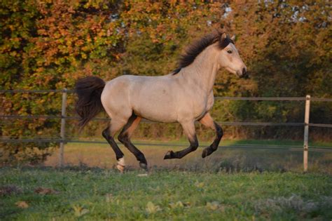 Cheval robe isabelle