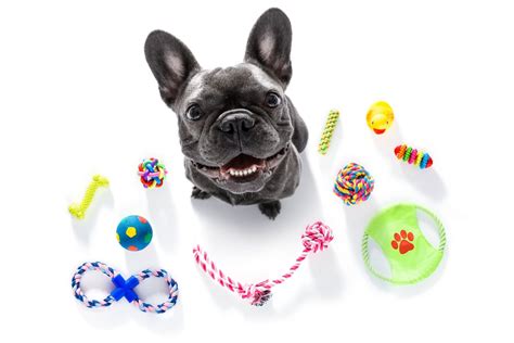 Chew Toys For French Bulldog Puppies
