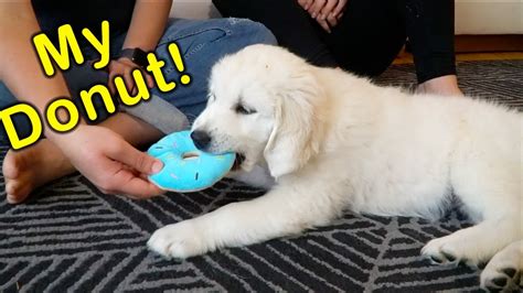 Chew Toys For Golden Retriever Puppies