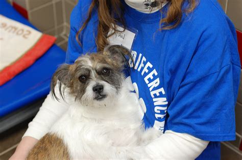 Chewsday Pet Detail Animal Rescue League of Iowa