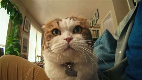 A new Silverado ad takes the spotlight off the truck, however, and instead directs the audience's attention toward an adorable, fun-loving feline named Walter. This humorous 60-second spot shows .... 
