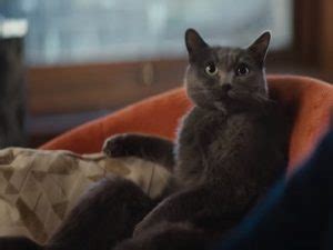 Check out Chewy's 30 second TV commercial, 'Inheritance
