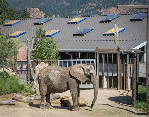 Cheyenne Mountain Zoo's 'one-of-a-kind' African elephant dies