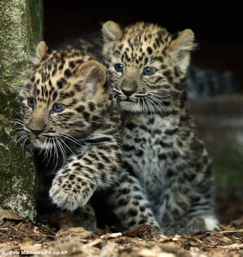 Cheyenne Mountain Zoo names 10-week-old Amur leopard cubs