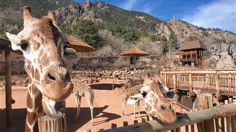 Cheyenne mountain zoo. (COLORADO SPRINGS) — For the 8th year in a row, Cheyenne Mountain Zoo (CMZoo) has been named among the top 10 zoos in North America by USA TODAY. This year, CMZoo was named #5 Best Zoo in North ... 