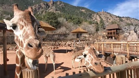 Cheyenne mtn zoo. Giraffe Feeding Experience. Daily, 9 a.m. – 5 p.m. Where African Rift Valley. Cost $3 per lettuce bundle, or two for $5. A Cheyenne Mountain Zoo favorite, 365 days a year! Hand-feed giraffe from our elevated boardwalk, putting you eye-to-eye with these graceful animals. 