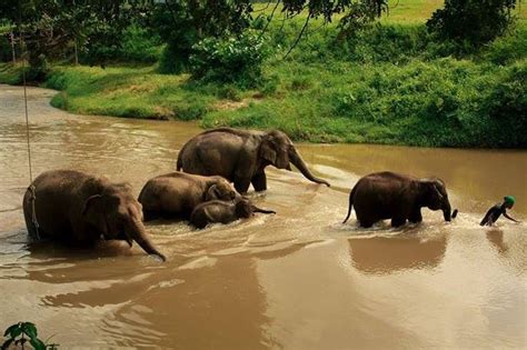 Chi Jungle Man - Chiang Mai - Ethical - Elephants - Trekking