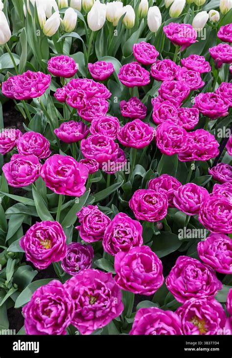 Chiara_Double Leaks [PPV] 54 Videos