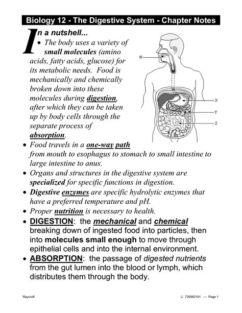 Chiave guida allo studio della digestione biologia 12 biology 12 digestion study guide key. - Manuale di riparazione di briggs e stratton 31p777.