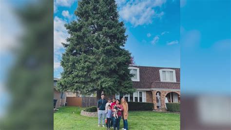 Chicago's 110th Christmas tree donated by Darien family