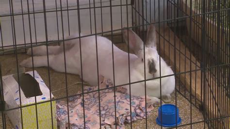 Chicago's Hare BnB helping rabbits find homes