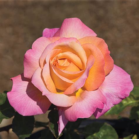 Chicago Peace Hybrid Tea Rose - Weeks Roses