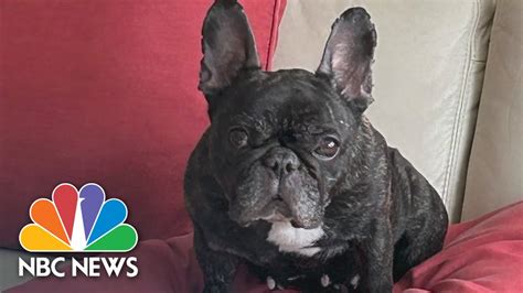 Chicago woman injured as French bulldog is stolen at gunpoint