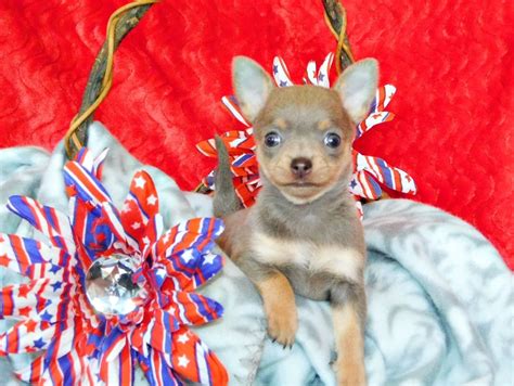 ChiChiBabies Chihuahuas breed the finest Chihuahua Puppies for discerning Chihuahua lovers. Puppies available in blue merle, lavender merle, and brindle. Search for domain or keyword:. 
