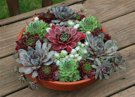 Chick Charms Make Succulents Easy to Add in Grower …