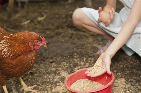 Chick food. New Terra Farm has been raising chickens on organic feed for almost 20 years. We have used organic chick starter, organic layer mash, and organic chicken grower ... 