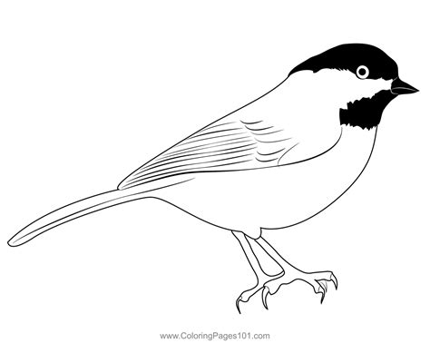 Chickadee Coloring Page