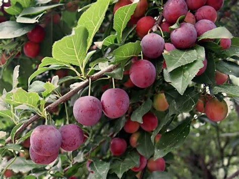 Chickasaw plums form a rounded mass of slende