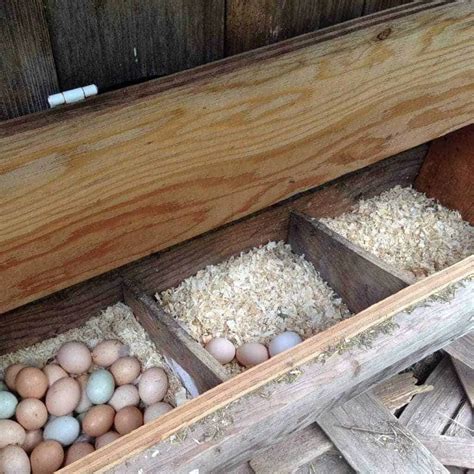 Chicken Bedding Choices [Straw vs Pine Shavings] Family Food …