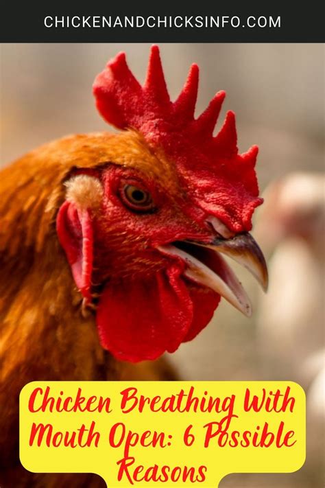 Chicken Breathing With Mouth Open: 6 Possible Reasons