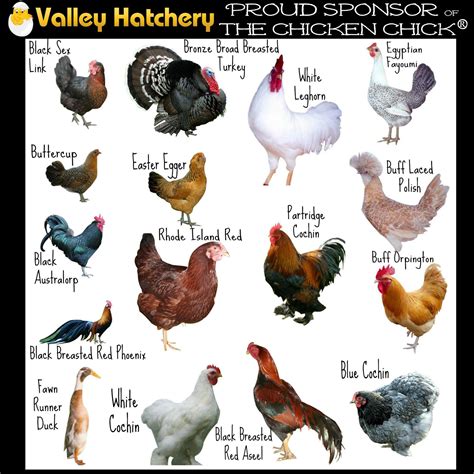 Chicken Breeds: Which One Is Right For You? ~ The …