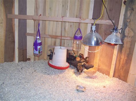 Chicken Coop Lighting for Egg Production - Backyard Poultry