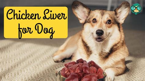 Chicken Liver Dog Food Recipe: The Best 9 Benefits