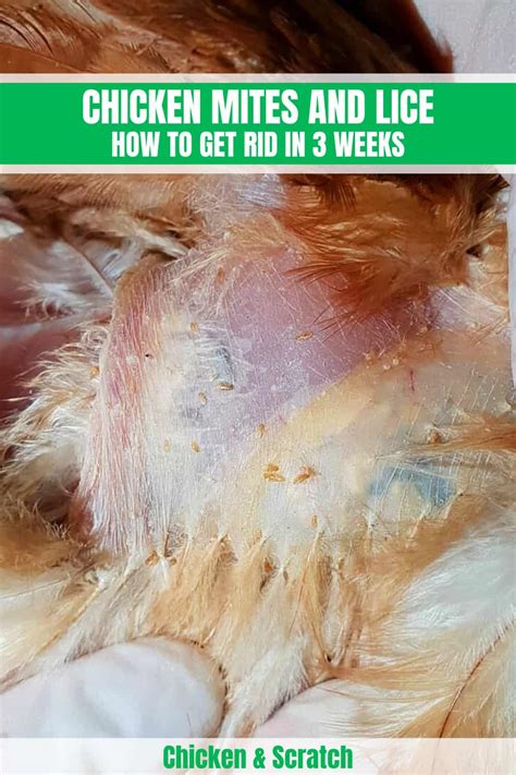 Chicken Mites and Lice: How to Get Rid in 3 Weeks