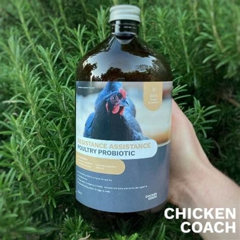 Chicken Probiotics - Etsy New Zealand