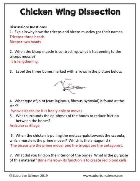 Chicken Wing Dissection Answer Sheet