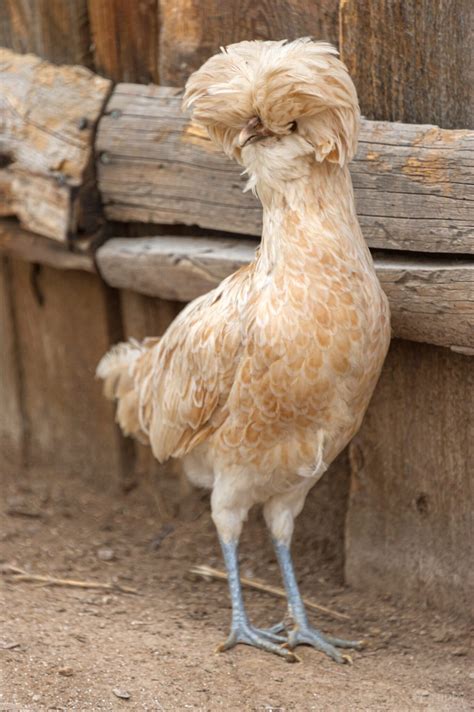 Chicken With Poofy Hair - TheSuperHealthyFood