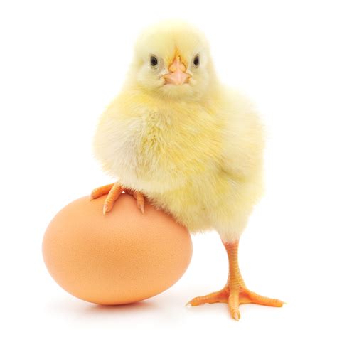 Chicken and the egg. Raising chickens is a great way to provide your family with fresh eggs and meat, as well as the satisfaction of knowing where your food comes from. But if you’re going to raise chi... 