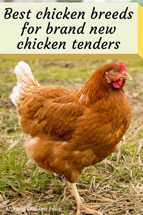 Chicken breeds a quick guide on chicken breeds for beginners. - Die sinfonie kv 16a del sigr. mozart.