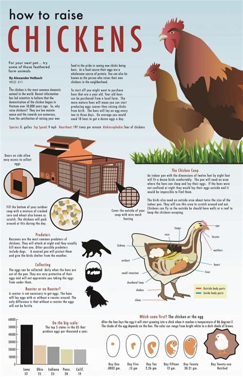 Chicken coops for beginners how to raise chickens for personal use and for sale breeds guide chicken tractors. - Lonely planet ukraine country guide travel guide by lonely planet.