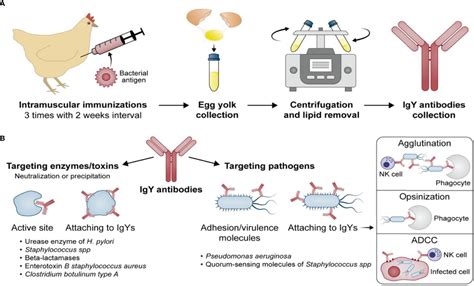 Chicken egg yolk antibodies production and application igy technology springer lab manuals. - Guida al marchio aziendale di barclays.