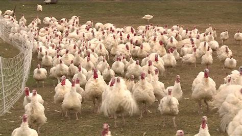 Chicken farm for sale in missouri. We are a small family owned and operated farm, striving to regenerate land and lives. We offer 100% Grass-fed and Pasture-Raised Meats! Website is currently unavailable. Get in Touch springcreekfarms7@gmail.com +573-247-8208. Notifications ... 