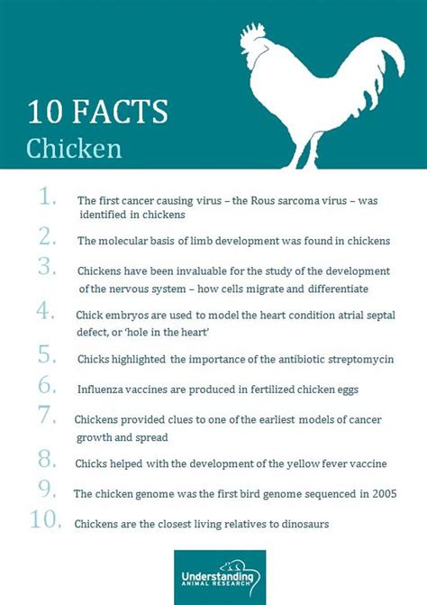Chicken fun facts. Farmers raise chickens on all continents, except Antarctica. • There are more chickens than humans in the world. • Chicken meat is very high in nutritional. 