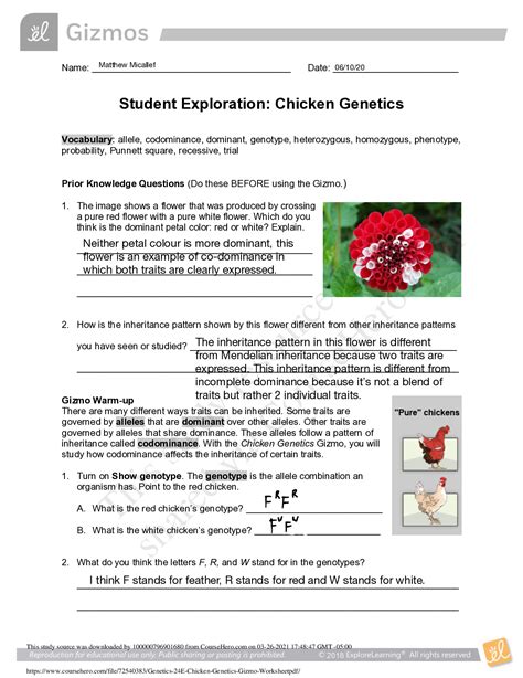 Name: _____ Date: _____ Student Exploration: Chicken Genetics Vocabulary: allele, codominance, dominant, genotype, heterozygous, homozygous, phenotype, probability, Punnett square, recessive, trial Prior Knowledge Questions (Do these BEFORE using the Gizmo .) 1. The image shows a flower that was produced by crossing a pure red flower …. 