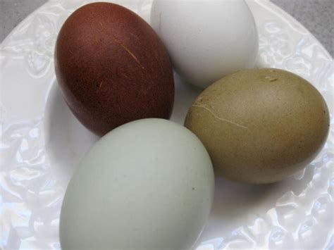 11+ Assorted eggs in the following breeds. These