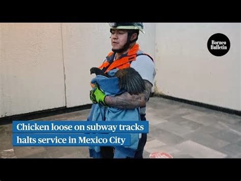 Chicken loose on subway tracks halts service in Mexico City