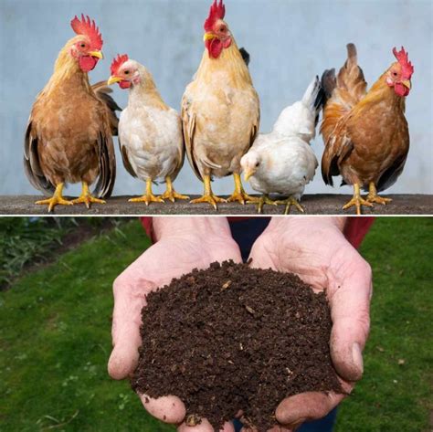 Chicken manure - Wikipedia