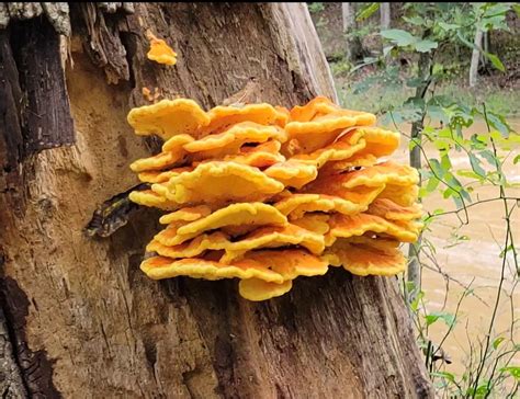 Chicken of the Woods: nutritional facts and health benefits