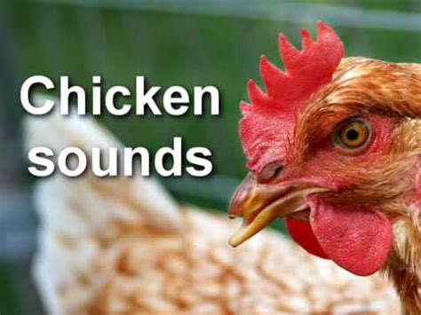 Chicken soundboard. Are you tired of playing your favorite games with lackluster audio? Do you wish to immerse yourself in the virtual world with realistic sound effects and crystal-clear voices? Look... 