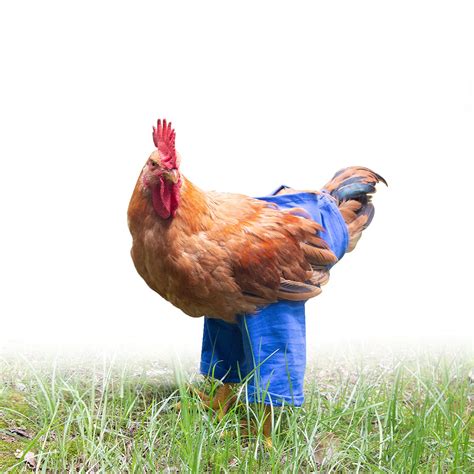 Chicken with pants. The case is Broiler Chicken Antitrust Litigation, U.S. District Court for the Northern District of Illinois, No. 1:16-cv-08637. Read more: Litigation funder Burford … 