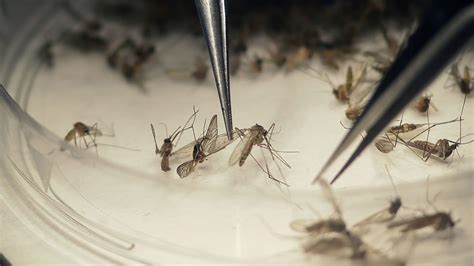 Chickens, mosquitos test positive for West Nile in Contra Costa County