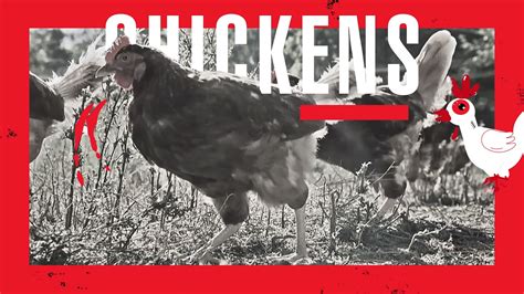 Chickens Bike Farm: All Episodes - Trakt