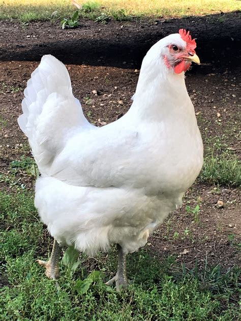 Chickens fo sale. Meyer Hatchery ships day-old baby chicks year round. We also sell hatching eggs, ducks, turkeys, guineas, and more! NPIP certified. AI Clean. Women-owned. Located in … 